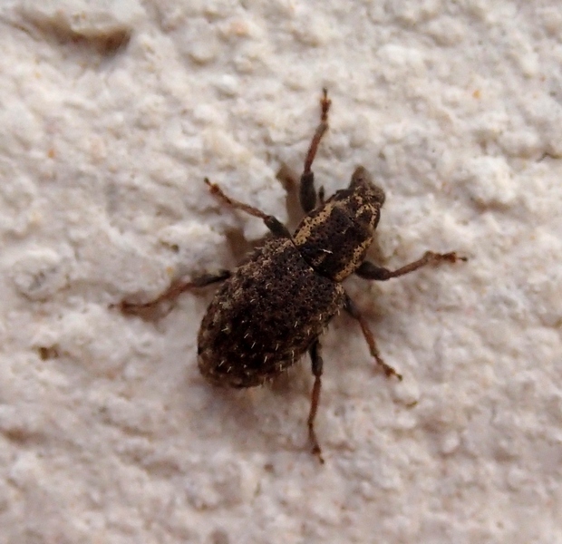 Piccolissimo coleottero: Sitona hispidulus?